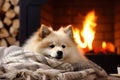 Home Comfort Cozy Fireplace With A Furry Friend