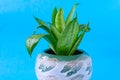 Home compact evergreen flower for interior decoration in a beautiful pot.