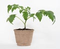 Home Cultivated Hybrid Tomato Seedling in Fiber Pot