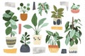 Home Decor Indoor Plant Collections Royalty Free Stock Photo