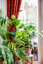 Home decor a palm tree on front of a glass door with red curtain Royalty Free Stock Photo