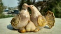 Home decorated beautiful loving pair birds. Kushinagar
