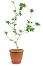 Home decorative plant in pot Royalty Free Stock Photo