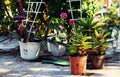 Home decorative potted plant Royalty Free Stock Photo