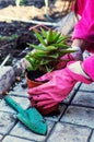 Home decorative potted plant Royalty Free Stock Photo