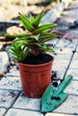 Home decorative potted plant Royalty Free Stock Photo