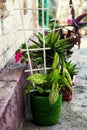 Home decorative potted plant Royalty Free Stock Photo