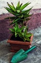 Home decorative potted plant Royalty Free Stock Photo