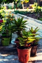 Home decorative potted plant Royalty Free Stock Photo