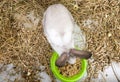 Home decorative rabbit in a gray cage of gray-white color. Rabbit eats from a green bowl. A series of photos of a cute and fluffy