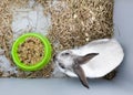 Home decorative rabbit in a gray cage of gray-white color. Rabbit eats from a green bowl. A series of photos of a cute and fluffy