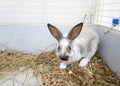 Home decorative rabbit in a gray cage of gray-white color. Rabbit eats from a green bowl. A series of photos of a cute and fluffy