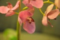 Home decorators artificial orchid flowers plant
