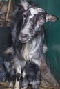 Home environment. The goat has just farrowed and protects its offspring. Small depth of field. Soft focus. A small paddock in a Royalty Free Stock Photo