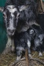 Home environment. The goat has just farrowed and protects its offspring. Small depth of field. Soft focus. A small paddock in a Royalty Free Stock Photo