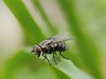 home flies on green leaves background