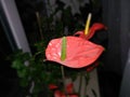 Flower Andre Anthurium Anthurium andraeanum