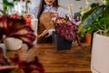 Home flower care in pots concept. Woman gardener in orange overalls watering potted houseplant in greenhouse surrounded