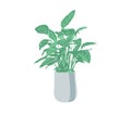 Home flower in a flowerpot, green plant with leaves, flat style