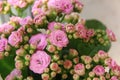 Home flower in the Kalanchoe house