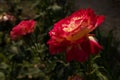 Home flowerbed with beautiful flowers pleases in the summer.