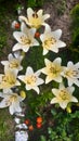 Home flowerbed of yellow lilies.