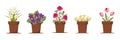Set of different species of garden flowers in flowerpots isolated on white background. Royalty Free Stock Photo