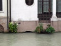 Flowers on Cagnan canal in Treviso