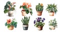 Home flowers in pots: begonia, violets, hibiscus, anthurium, ficus, tradescantia, sansevieria