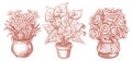 Indoor plants in pots. Home flowers set. Hand drawn sketch vintage vector illustration