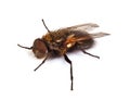 Home fly macro Royalty Free Stock Photo