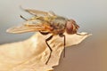Home fly on the plant close-up. Royalty Free Stock Photo