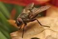 Home fly on the plant close-up. Royalty Free Stock Photo