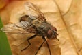 Home fly on the plant close-up. Royalty Free Stock Photo