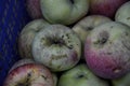 Home fresh apples in wooden crates. Dirty demaged bio apples in box