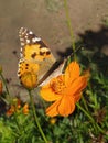 Home garden beautiful butterfly Orange flower Royalty Free Stock Photo