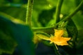 Home garden bed with growing young green cucumbers close-up in the evening at sunset Royalty Free Stock Photo