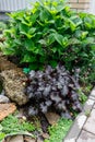 Home garden with Black Pearl heuchera and hydrangea bush