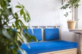 Home garden. Blue sofa in a bright interior. Potted flowers. Stylish interior. The concept of home gardening