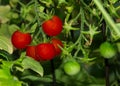 Home garden cherry tomato plant in daylight Royalty Free Stock Photo
