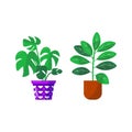 Home garden. Collection of colored flower botanical, bright flowerpot. Set of house plant with leaves, rubber plant