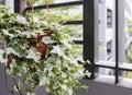 Home and garden concept of english ivy plant in pot