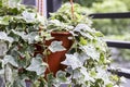 Home and garden concept of english ivy plant in pot Royalty Free Stock Photo