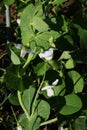 Cultivation of field peas