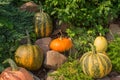 Home garden decorated with colorful gourds, pumpkins, and natural squash varieties Royalty Free Stock Photo