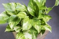 Home and garden decoration of golden pothos Royalty Free Stock Photo