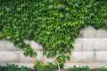 Home and Garden Decoration With Green Boston Ivy on Concrete Block Wall, Abstract Background Royalty Free Stock Photo