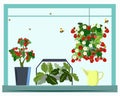 Home garden or farm and mini greenhouse