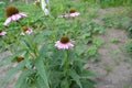 Echinacea flower. Echinacea purpurea. A perennial plant of the Asteraceae family Royalty Free Stock Photo