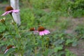 Echinacea flower. Echinacea purpurea. A perennial plant of the Asteraceae family Royalty Free Stock Photo